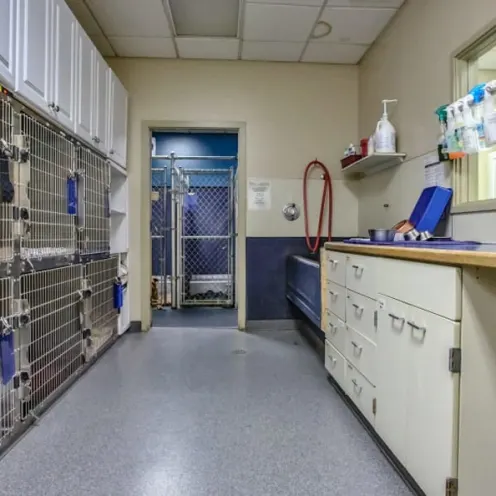 Kitsap Veterinary Hospital Canine Kennels